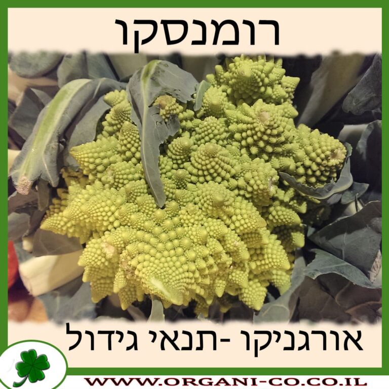 רומנסקו – כרובית האלמוגים רומנסקו ברוקולי גידול צמח