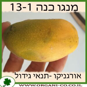 מנגו כנה 13-1