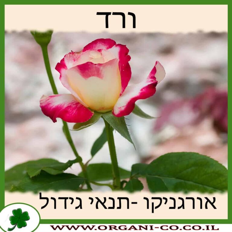 ורד צמח ורד גידול צמח