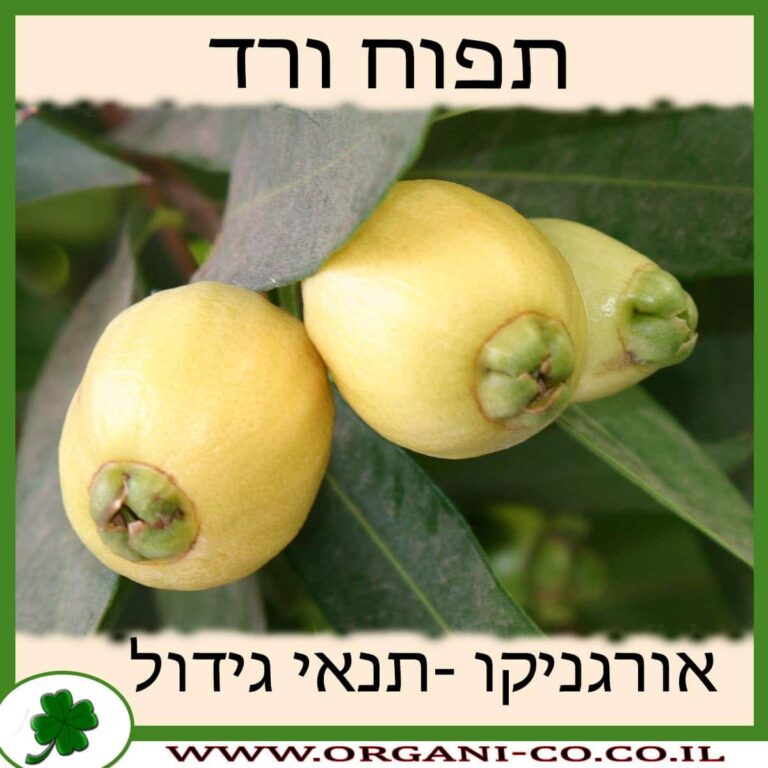 תפוח ורד תפוח ורד גידול צמח