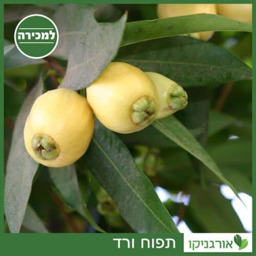 תפוח ורד