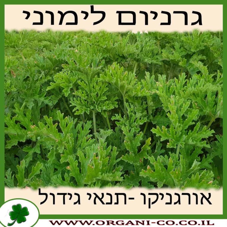 גרניום לימוני גרניום לימוני גידול צמח