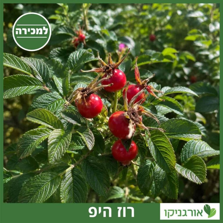 רוז היפ - ורד פקעות