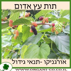 תות עץ אדום