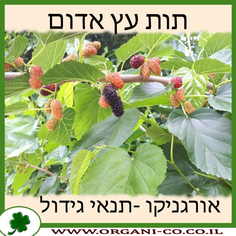 תות עץ אדום תות עץ אדום