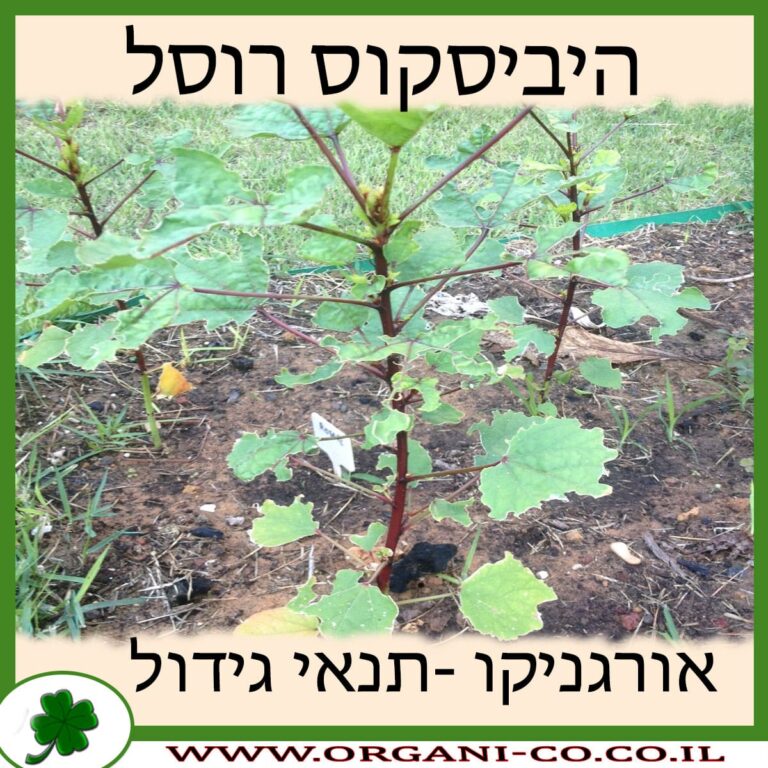 היביסקוס רוסל היביסקוס רוסל תנאי גידול