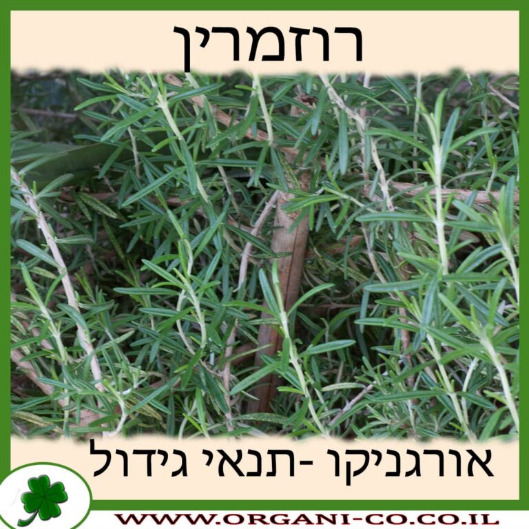 רוזמרין רוזמרין גידול צמח
