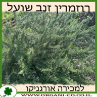 רוזמרין זנב שועל 10 ליטר למכירה - מחיר