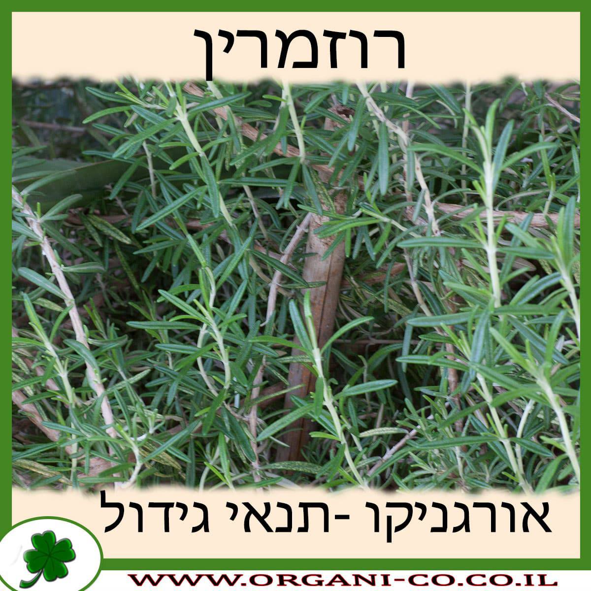 רוזמרין גידול צמח