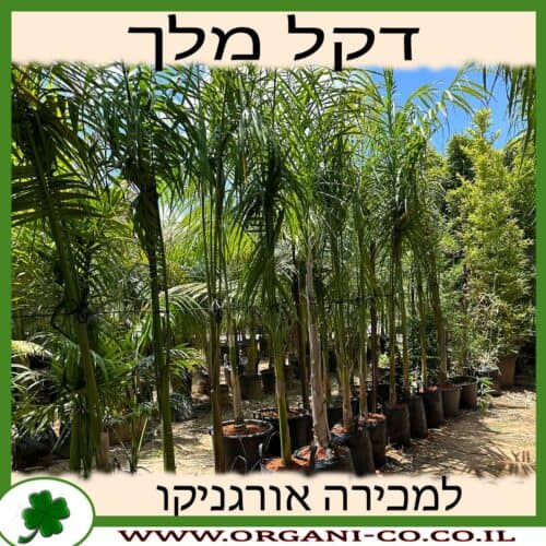 דקל המלך גדול למכירה - מחיר
