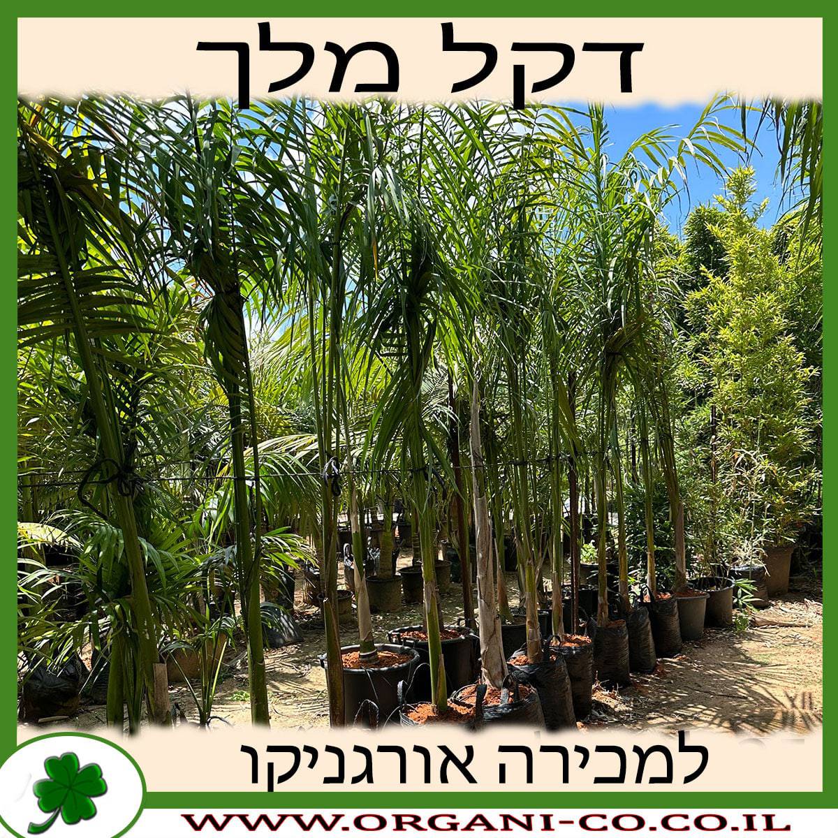 דקל המלך גדול למכירה - מחיר