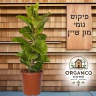 פיקוס גומי מון-שיין למכירה - מחיר