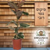 פיקוס גומי רובי למכירה - מחיר