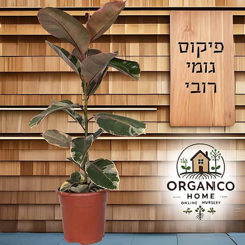 פיקוס גומי רובי למכירה - מחיר