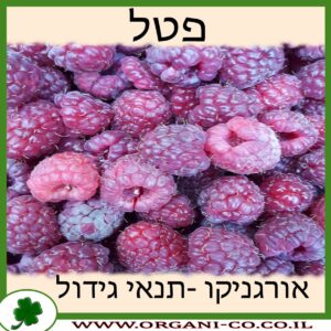 פטל גידול צמח