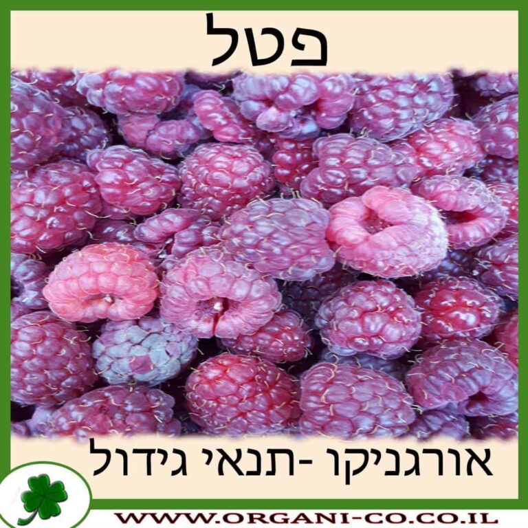 פטל פטל גידול צמח