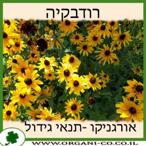 רודבקיה