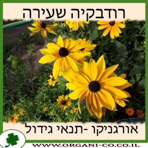 רודבקיה שעירה