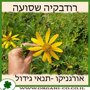 רודבקיה שסועה