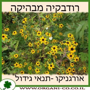 רודבקיה מבהיקה