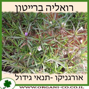 רואליה ברייטון