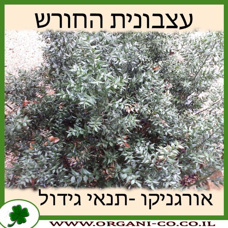 עצבונית החורש עצבונית החורש