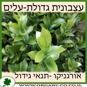 עצבונית גדולת-עלים