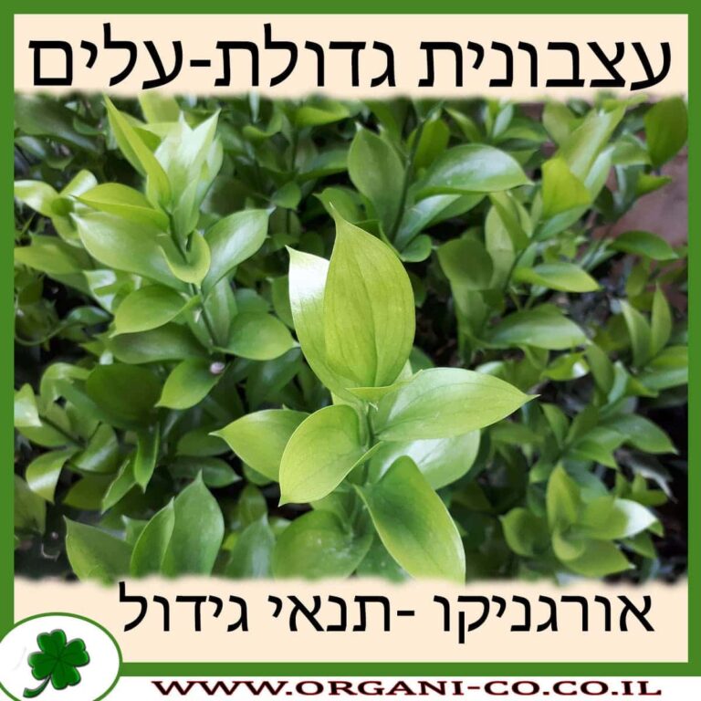 עצבונית גדולת-עלים עצבונית גדולת-עלים