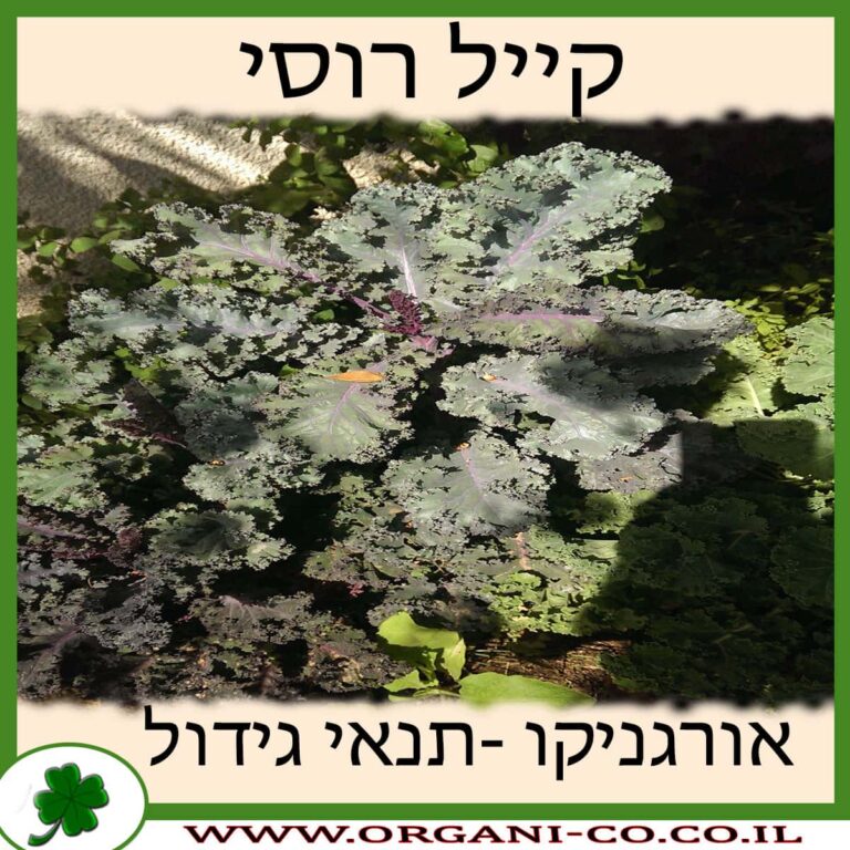 קייל רוסי קייל רוסי גידול צמח