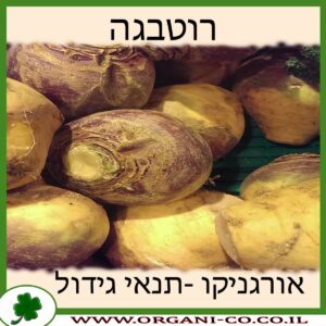 רוטבגה