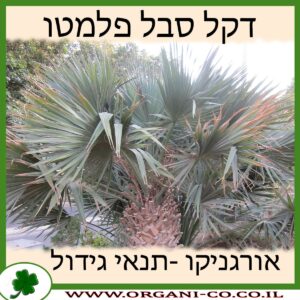 דקל סבל פלמטו