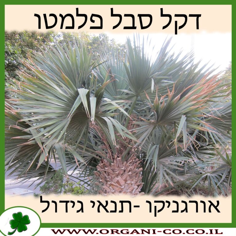 דקל סבל פלמטו דקל סבל פלמטו