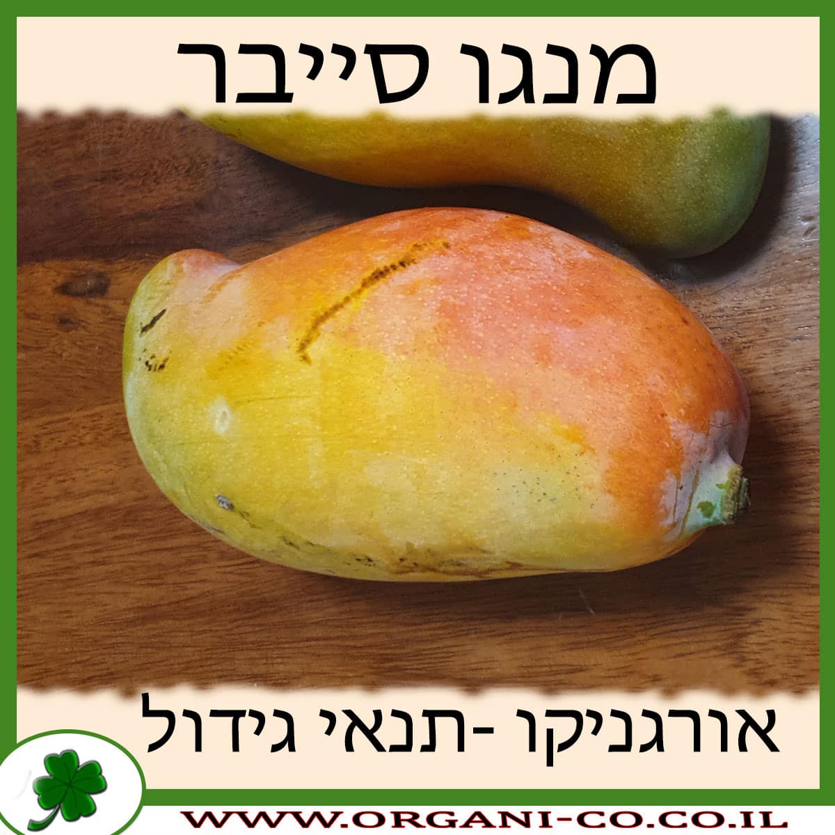 מנגו סייבר