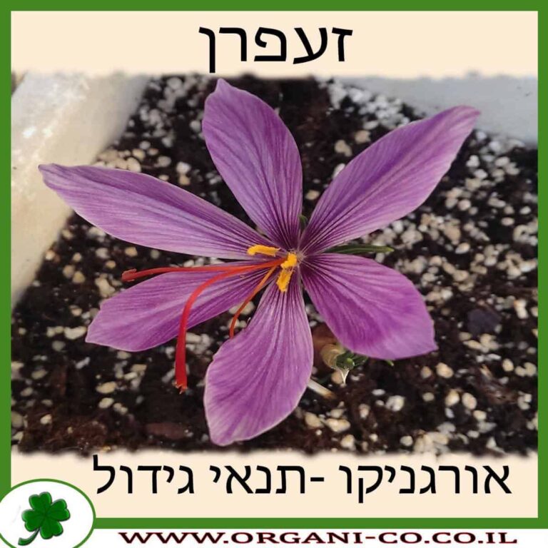 זעפרן זעפרן גידול צמח