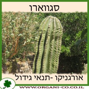 סגווארו