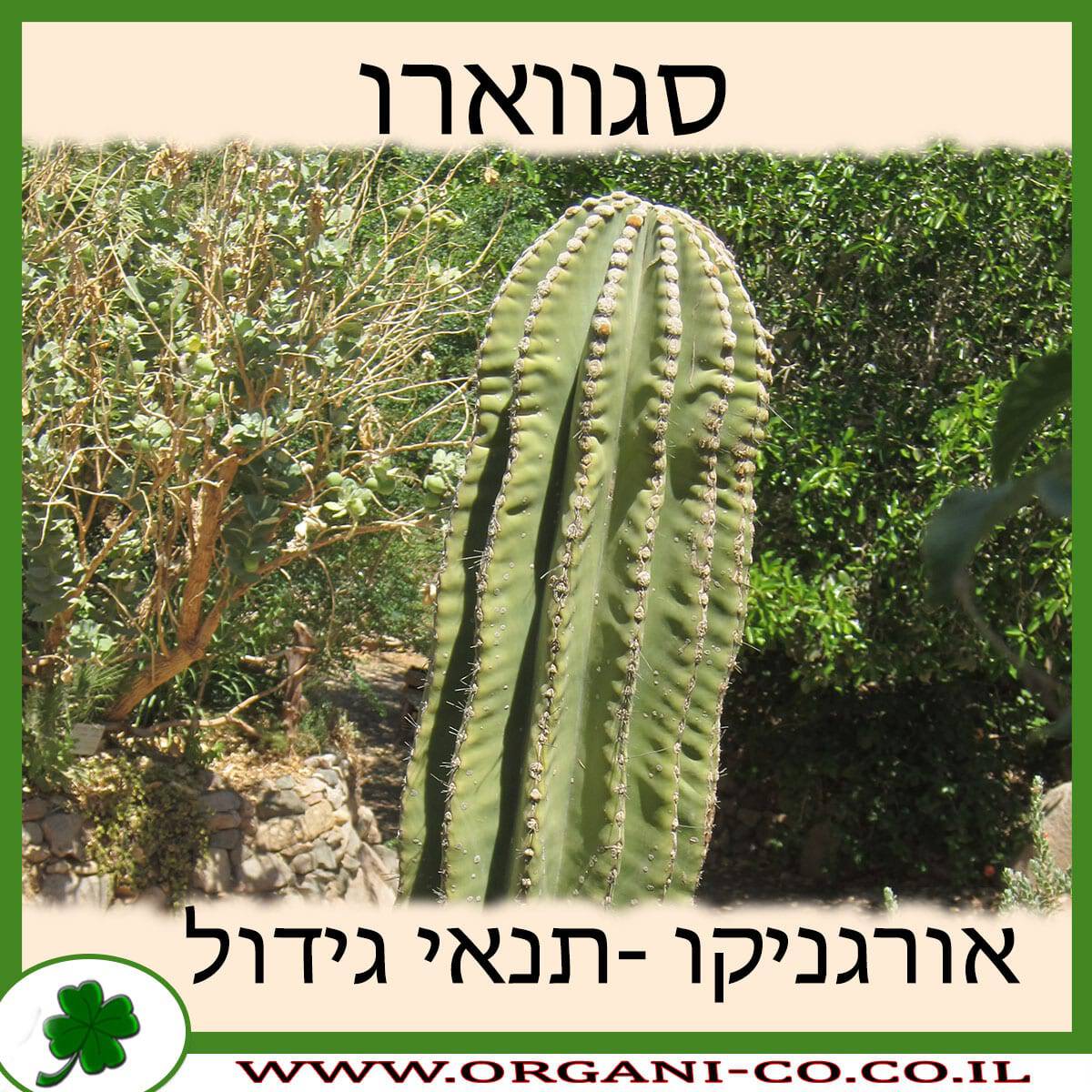 סגווארו