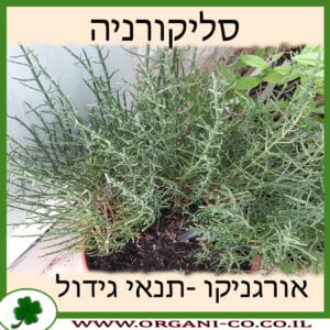 סליקורניה