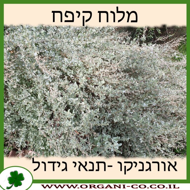מלוח קיפח מלוח קיפח