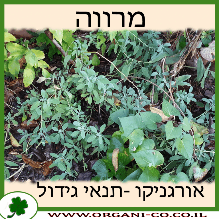 מרווה מרווה גידול צמח