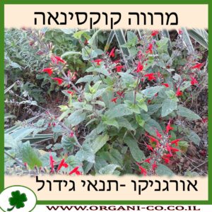 מרווה קוקסינאה