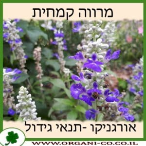 מרווה קמחית