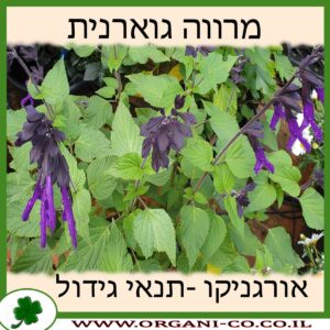 מרווה גוארנית