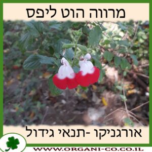 מרווה הוט ליפס