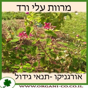 מרוות עלי ורד