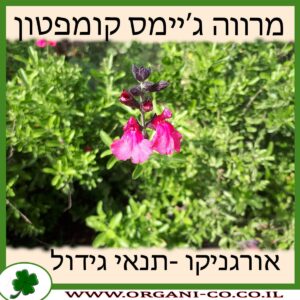 מרווה ג’יימס קומפטון