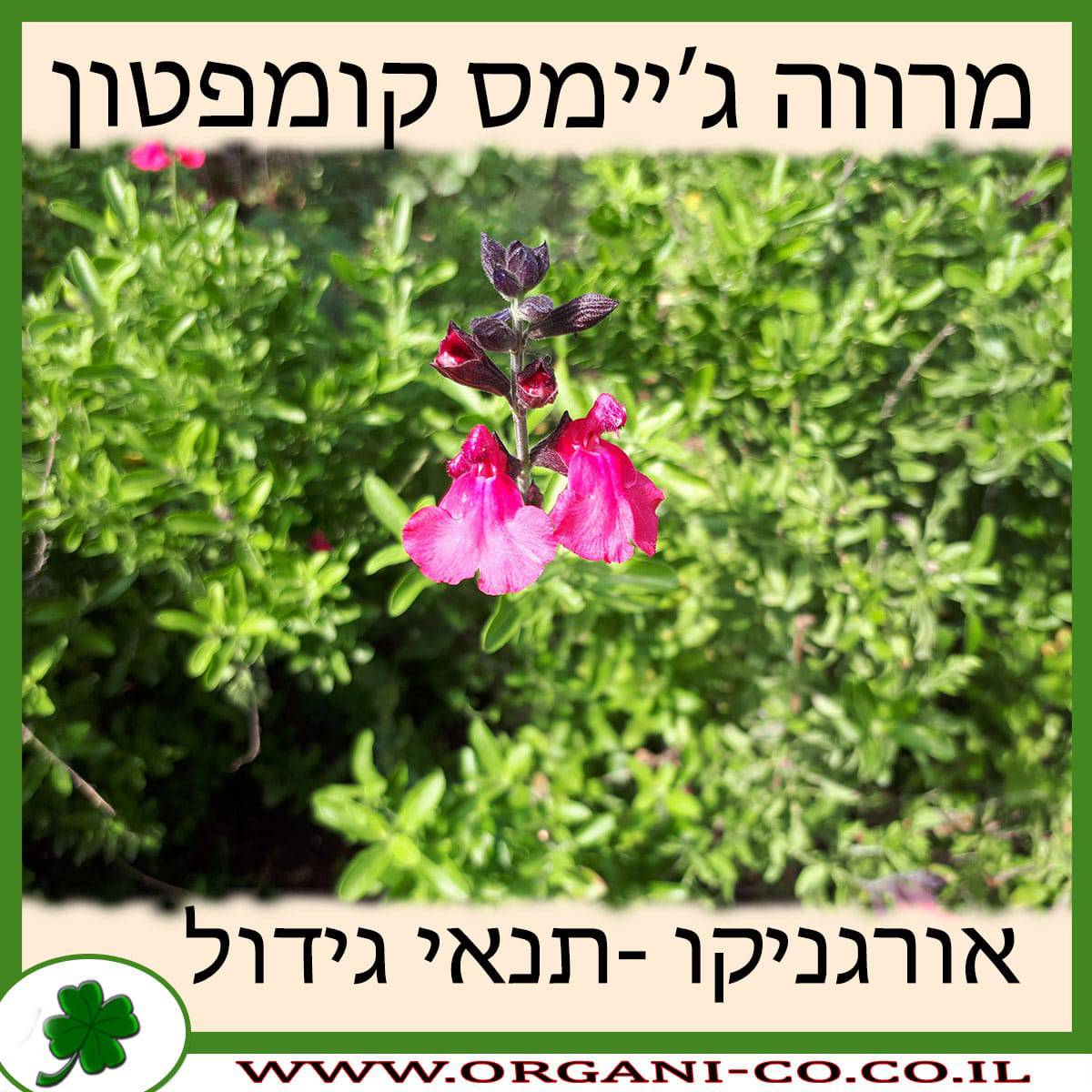 מרווה ג’יימס קומפטון