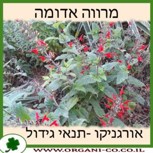 מרווה אדומה