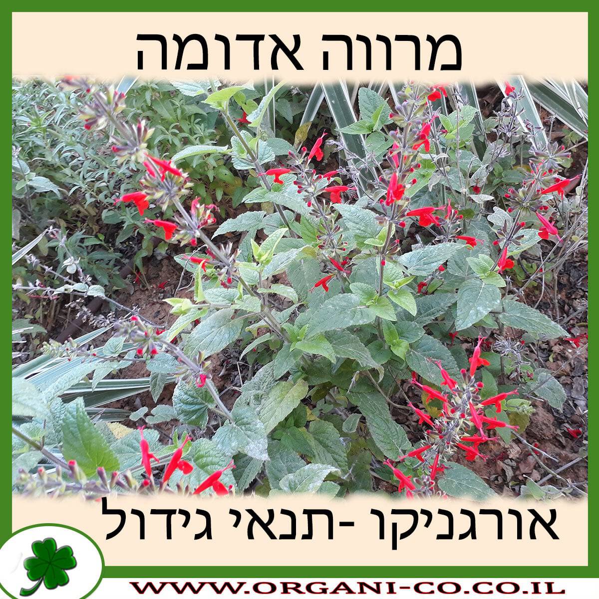 מרווה אדומה