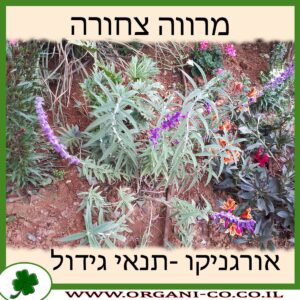 מרווה צחורה