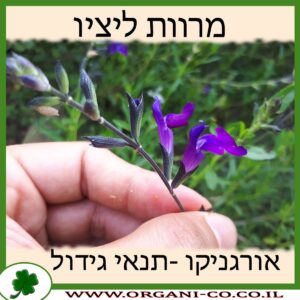 מרוות ליציו